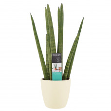 Decorum Sansevieria Cylindrica met Elho brussels soap 