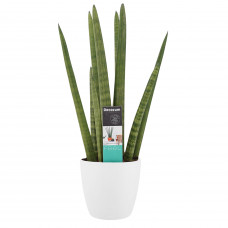 Decorum Sansevieria Cylindrica met Elho brussels white 