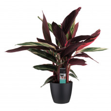 Decorum Calathea Triostar met Elho brussels living black 