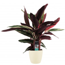 Decorum Calathea Triostar met Elho brussels soap 