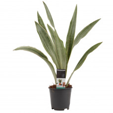 Decorum Sansevieria Aubrytniana Metallica 