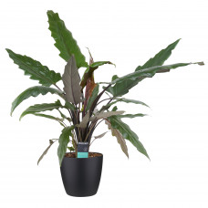 Decorum Alocasia Lauterbachiana met Elho brussels living black 