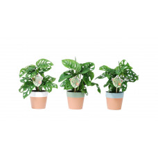 Trio Monstera Monkey Leaf in Romy keramiek