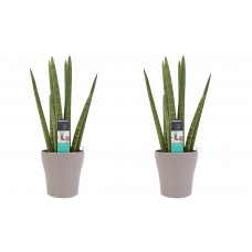 Decorum Duo Sansevieria Cylindrica met sierpot Anna taupe 