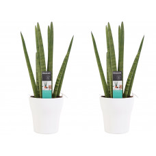 Decorum Duo Sansevieria Cylindrica met sierpot Anna white 