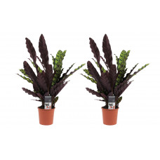 Decorum Duo Calathea Insigne 