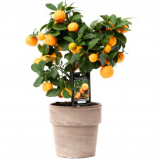 Citrus Calamondin in pot Verona