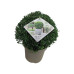 Ilex crenata Stokes (bol)