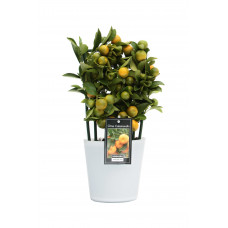 Citrus Calamondin in Milano glas