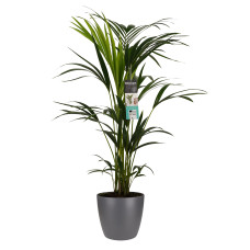 Decorum Kentia Palm - Elho brussels antracite