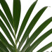Decorum Kentia Palm - Elho brussels black