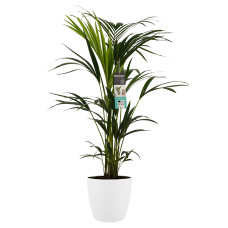 Decorum Kentia Palm - Elho brussels white