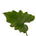 Decorum Philodendron Shangri La - Elho b.for antracite