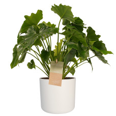 Decorum Philodendron Shangri La - Elho b.for white