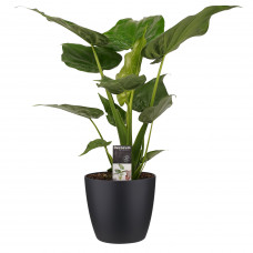 Decorum Alocasia Cucullata - Elho brussels black 