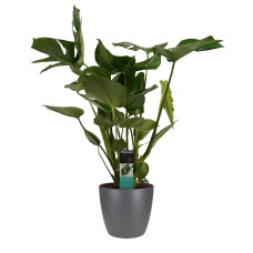 Decorum Monstera Deliciosa - Elho brussels antracite 