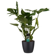 Decorum Monstera Deliciosa - Elho brussels black 