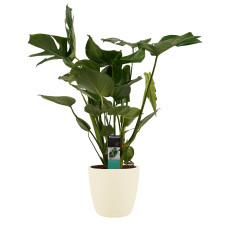 Decorum Monstera Deliciosa - Elho brussels soap 