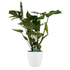 Decorum Monstera Deliciosa - Elho brussels white 