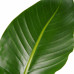 Decorum Strelitzia Nicolai