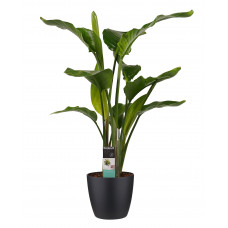 Decorum Strelitzia Nicolai - Elho brussels black 