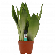 Decorum Sansevieria Moonshine 