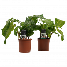 Decorum Duo Calathea Network 