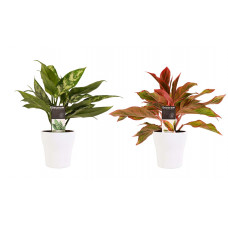 Decorum Combi 1 x Aglaonema Maria 1x Aglaonema Crete met Anna white