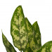 Decorum Combi 1 x Aglaonema Maria 1x Aglaonema Crete met Anna white