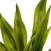 Decorum Combi 1 x Dracaena Surculosa 1 x Dracaena Sandriana white 1 x Dracaena Sandriana victory 1 x Dracaena Sandriana gold met Anna grey