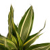 Decorum Dracaena Sandriana victory met Anna taupe