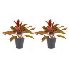 Decorum Duo 2 x Aglaonema Crete met Anna grey