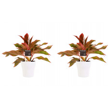 Decorum Duo 2 x Aglaonema Crete met Anna white