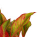 Decorum Duo 2 x Aglaonema Crete met Anna white