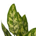 Decorum Duo 2 x Aglaonema Maria met Anna grey