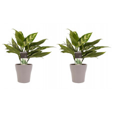 Decorum Duo 2 x Aglaonema Maria met Anna taupe