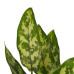 Decorum Duo 2 x Aglaonema Maria met Anna taupe