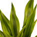 Decorum Duo 2 x Dracaena Sandriana gold met Anna grey