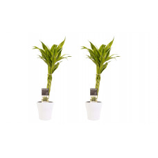 Decorum Duo 2 x Dracaena Sandriana gold met Anna white