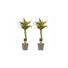 Decorum Duo 2 x Dracaena Sandriana white met Anna grey