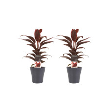 Decorum Duo 2x Cordyline Mambo met Anna grey