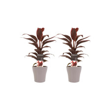 Decorum Duo 2x Cordyline Mambo met Anna taupe