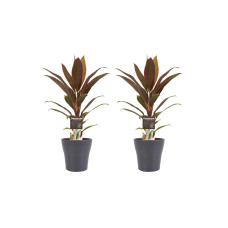 Decorum Duo 2x Cordyline Rumba met Anna grey