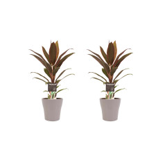 Decorum Duo 2x Cordyline Rumba met Anna taupe