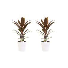 Decorum Duo 2x Cordyline Rumba met Anna white