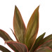 Decorum Duo 2x Cordyline Rumba met Anna white