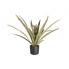 Decorum Ananas Champaca met Elho B.for soft antracite