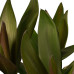 Decorum Cordyline Glauca met Elho brussels soap