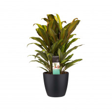 Decorum Cordyline Kiwi toef met Elho brussels living black