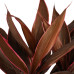 Decorum Cordyline Tango Toef met Elho brussels antracite